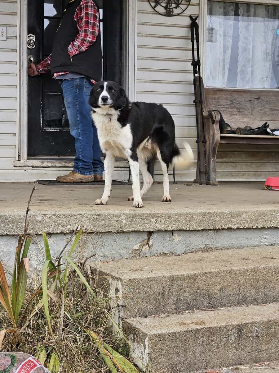Border Collie Puppies image 5