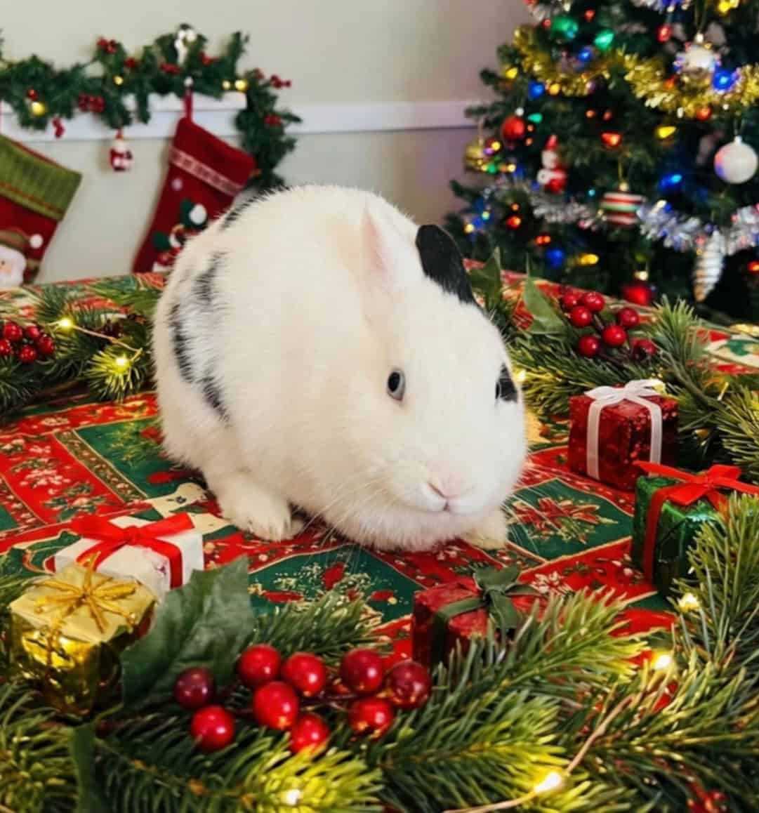 Adorable hand raised mini bunnies image 2