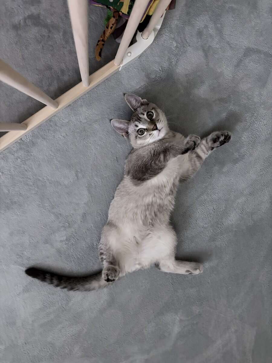Exotic Polydactyl Savannah Hybrid image 1