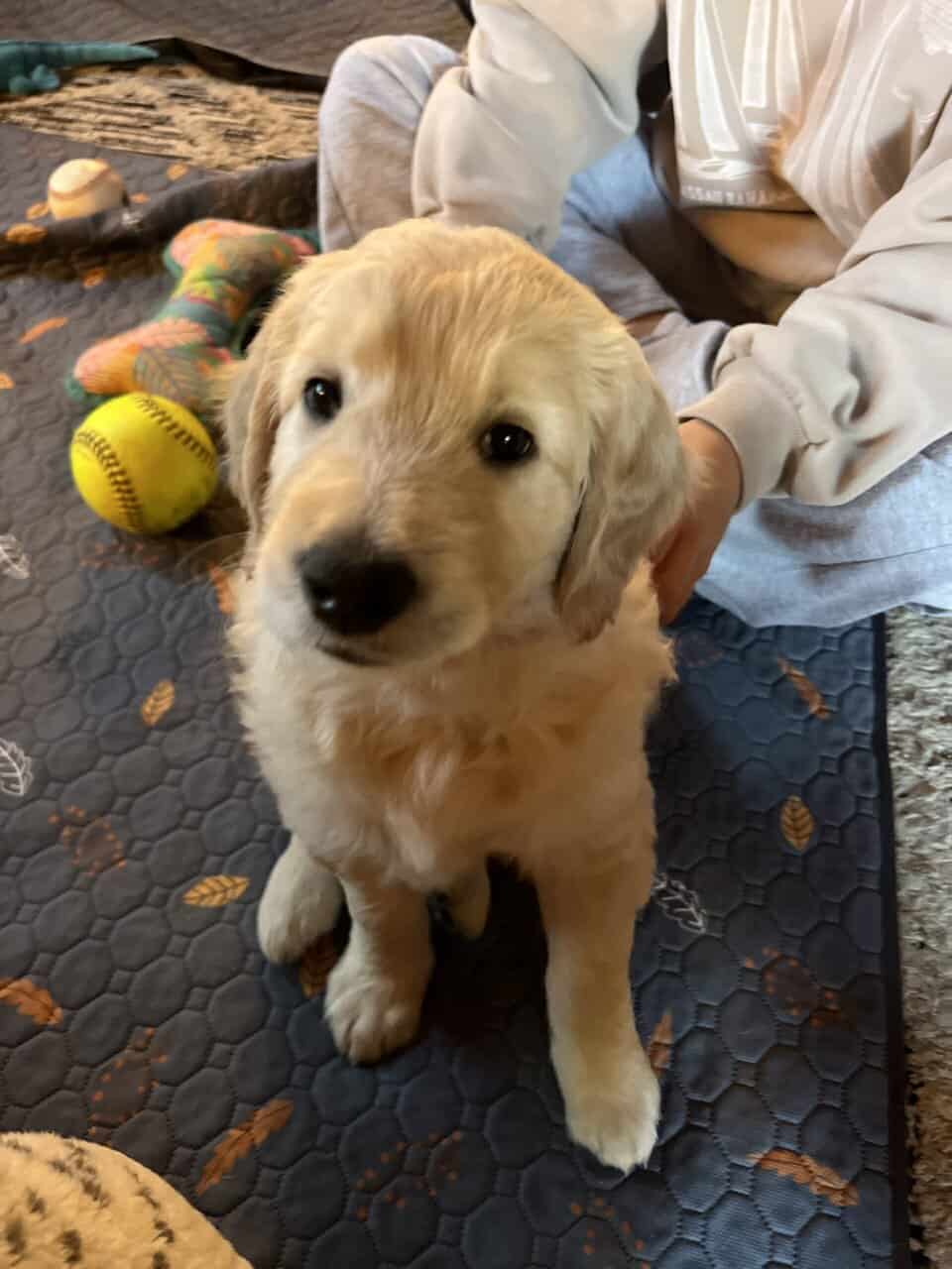 Birdy - Playful Goldendoodle Puppy – Hypoallergenic, Smart image 4