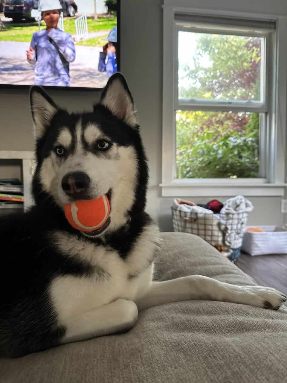 Husky - purebred female image 5
