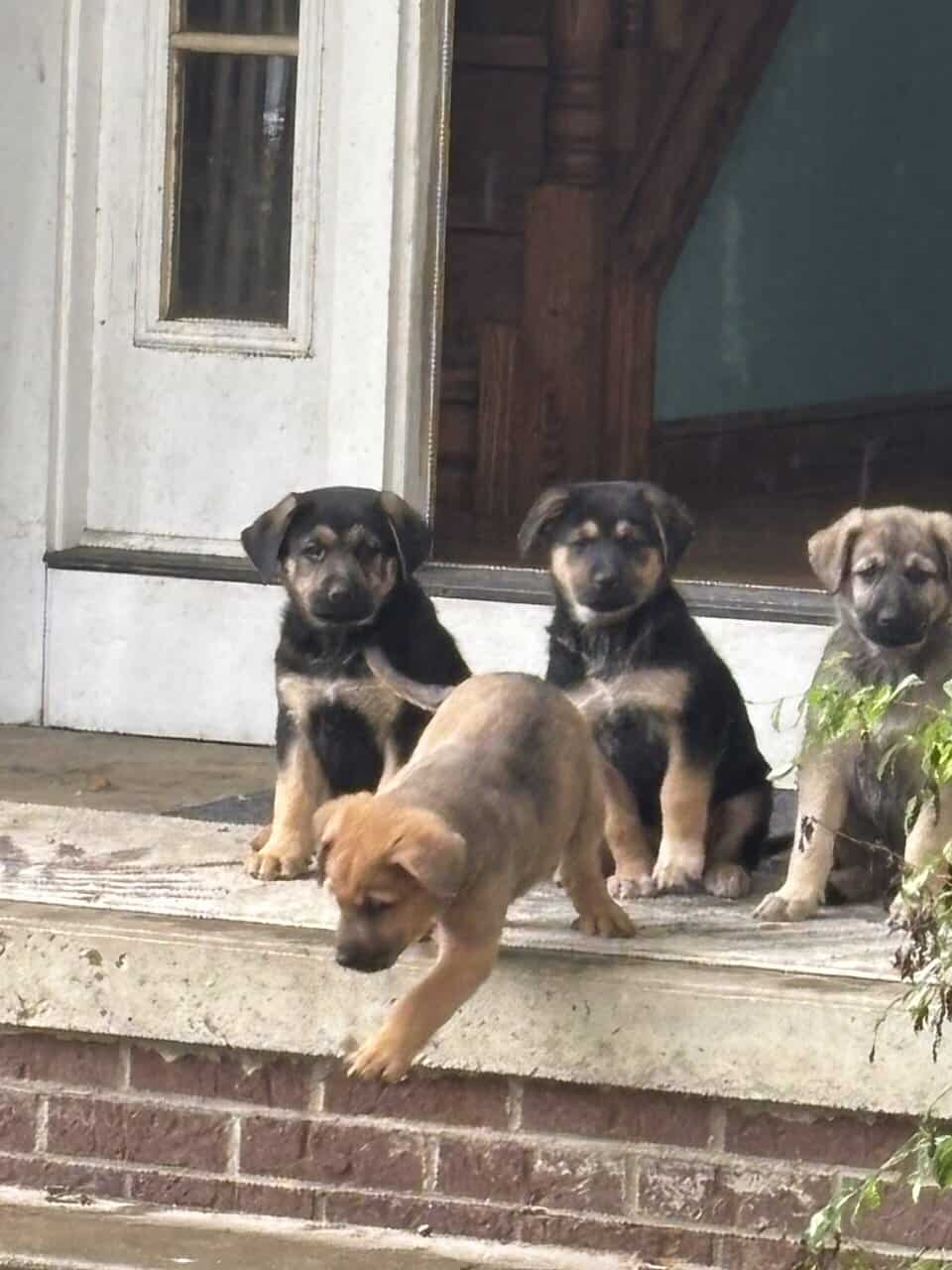 German Shepherd Rottweiler Great Pyrenees Pups 8w image 13