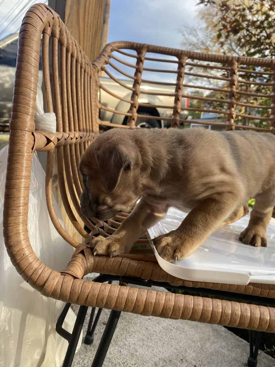 CANE CORSO image 3