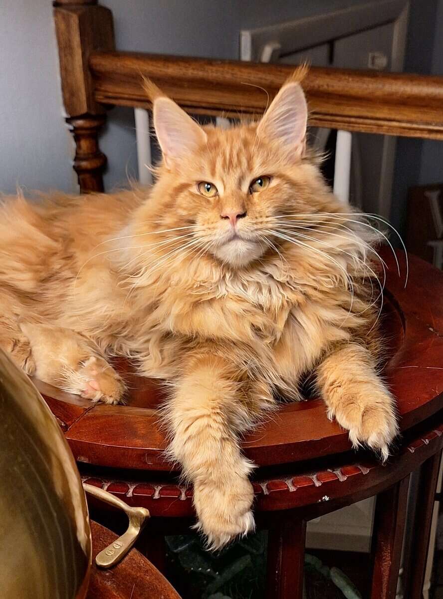 Maine coon kittens image 10