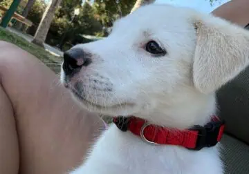 Fun loving dog for sale