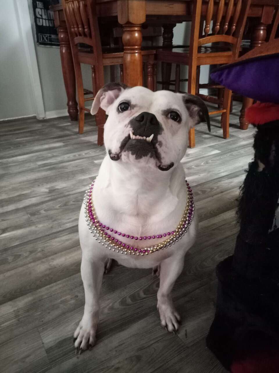 Rehoming Dog To Good Home image 1