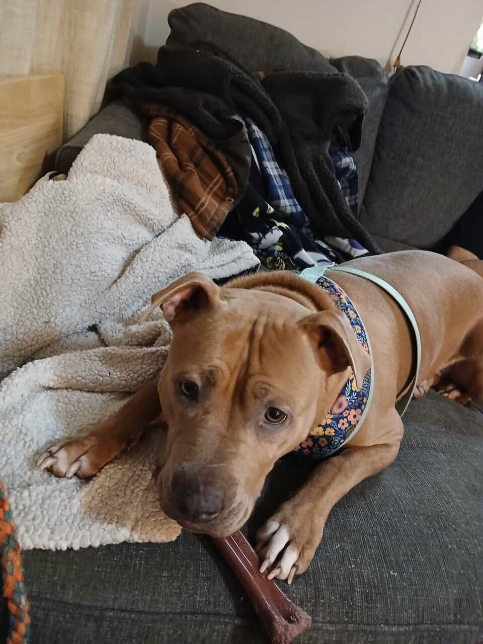 Naya needs a new home with fenced in yard image 3