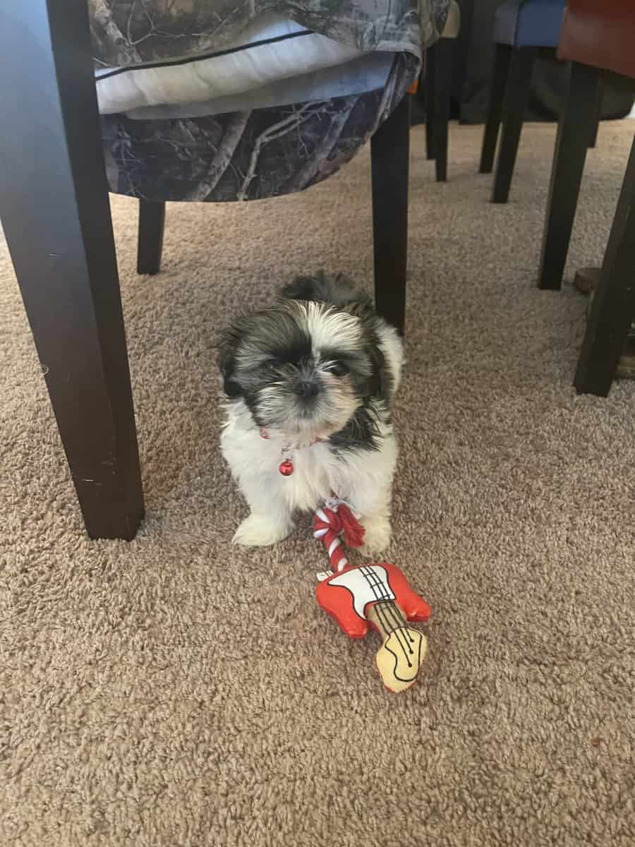 Shih Tzu for sale image 2