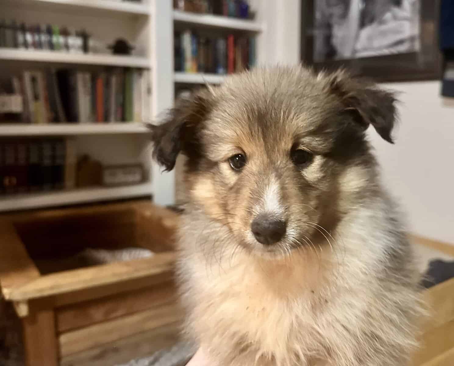 Sheltie image 1