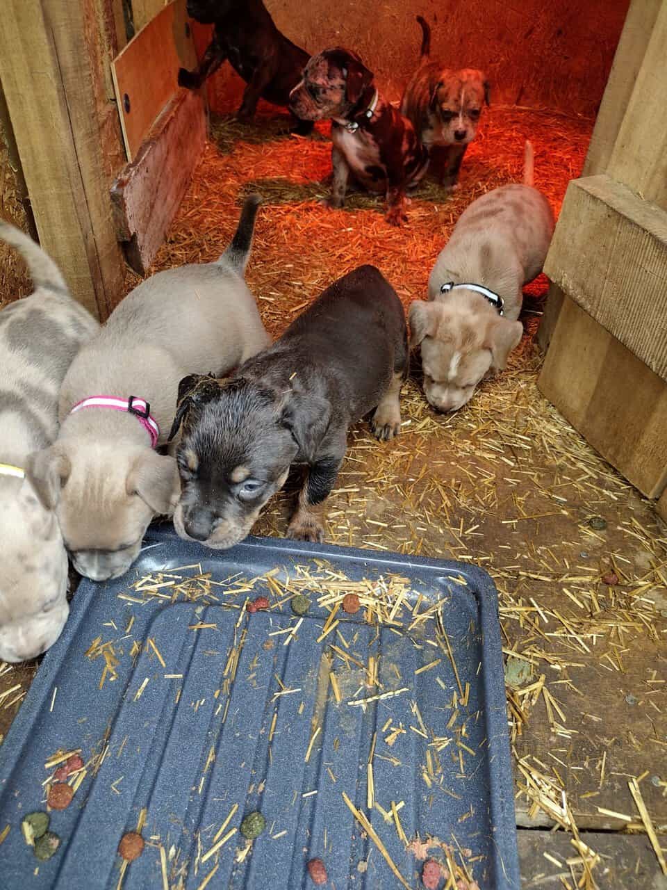 Ameeican bully pups image 2