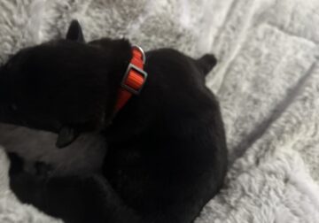 Long-Haired German Shepherd Puppies – Ready Christ