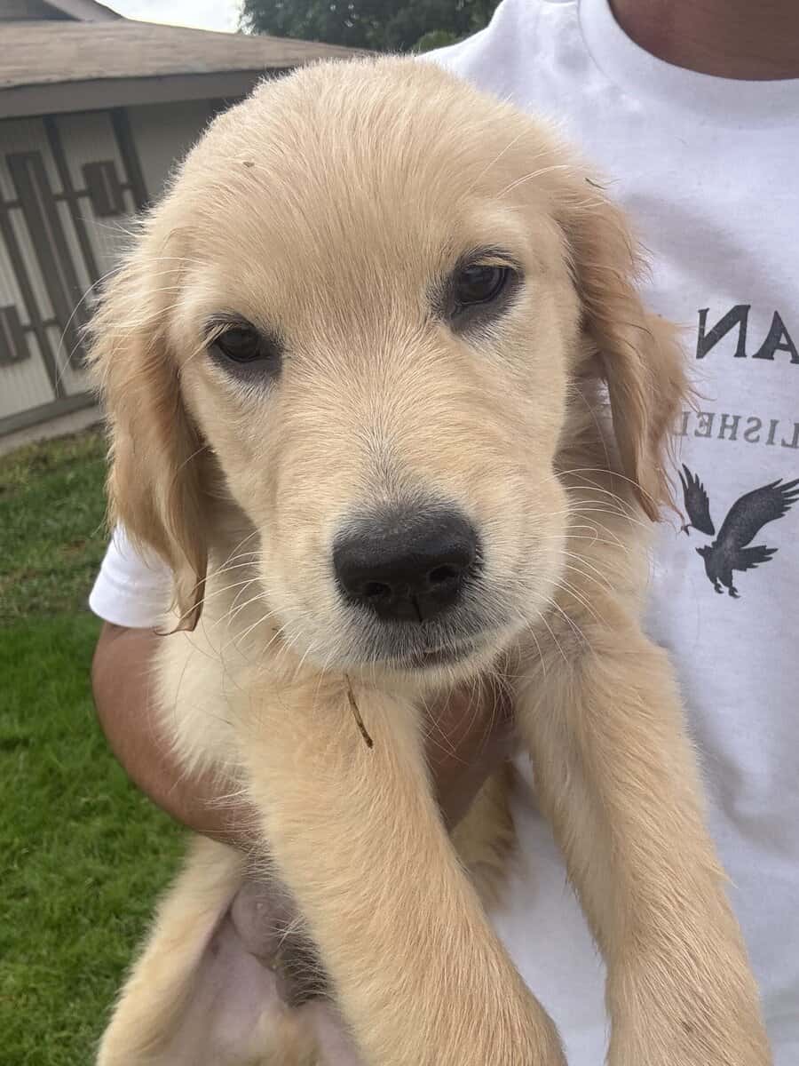 Golden retriever puppy image 2