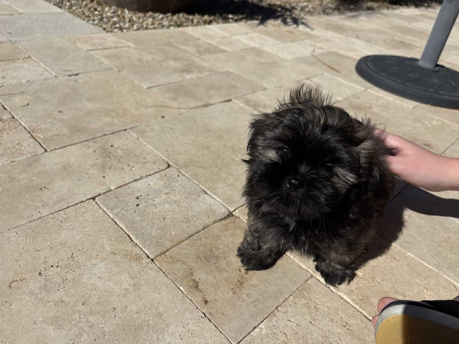 2 Boys Pure Bred Shih Tzus image 9