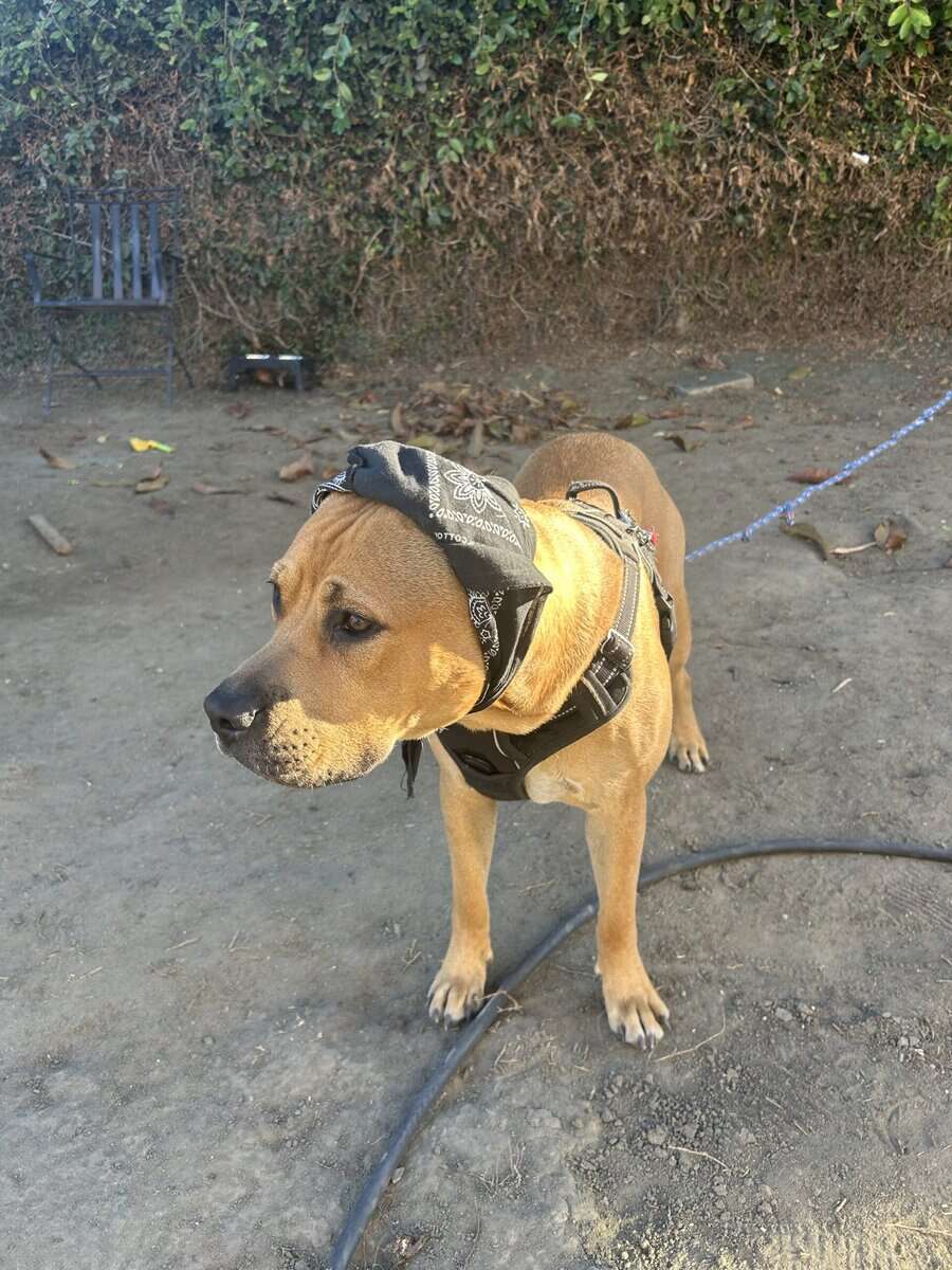 Rehoming image 2