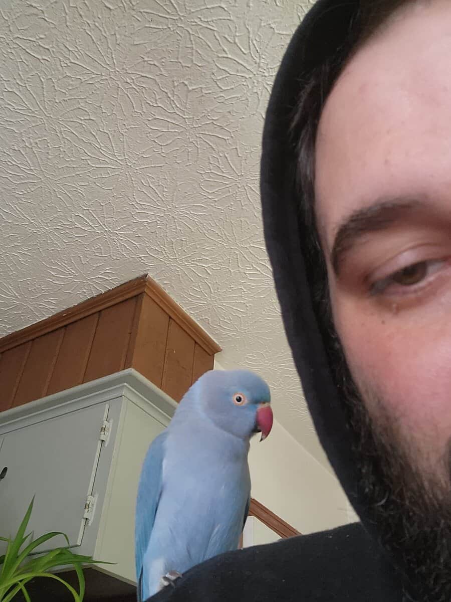 2yr old Cobalt blue indian ringneck image 8