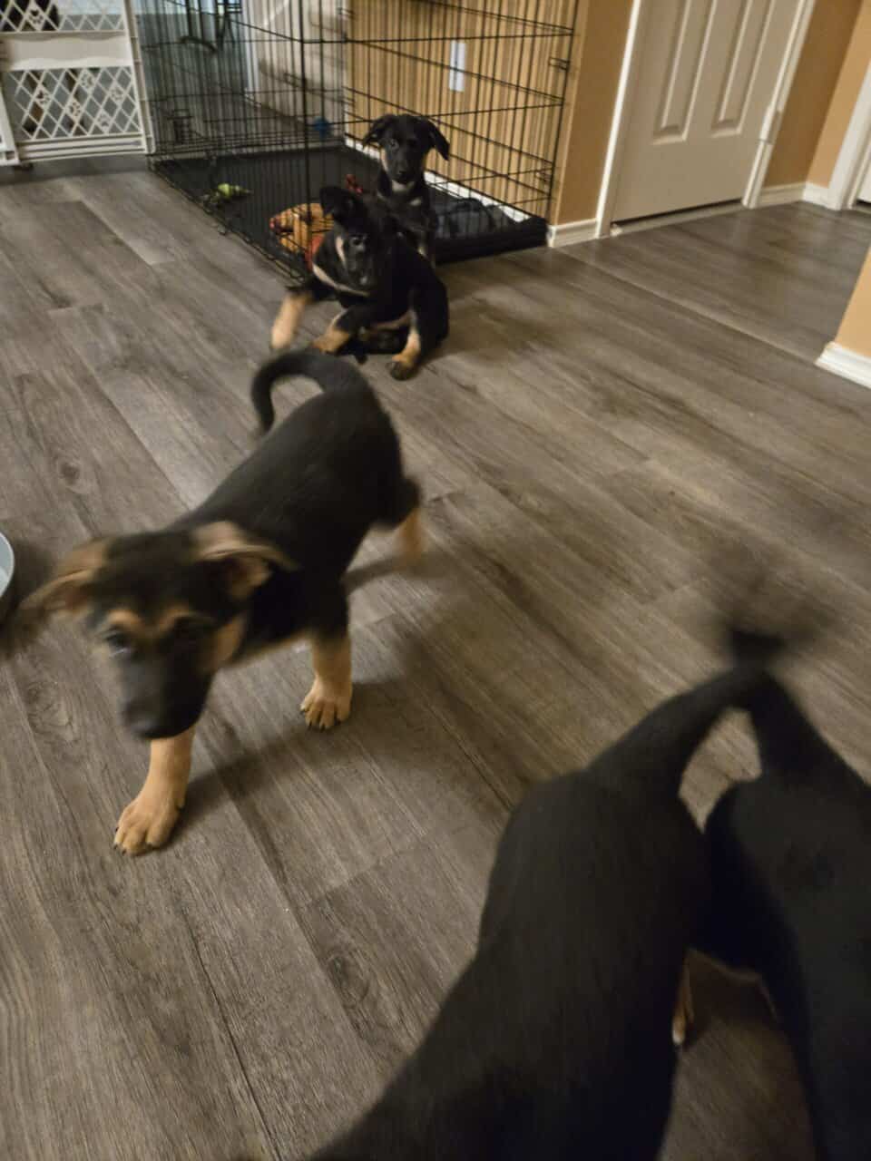 German Shepherd mix puppies image 2