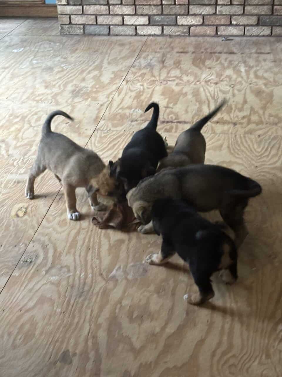 German Shepherd Rottweiler Great Pyrenees Pups 8w image 5