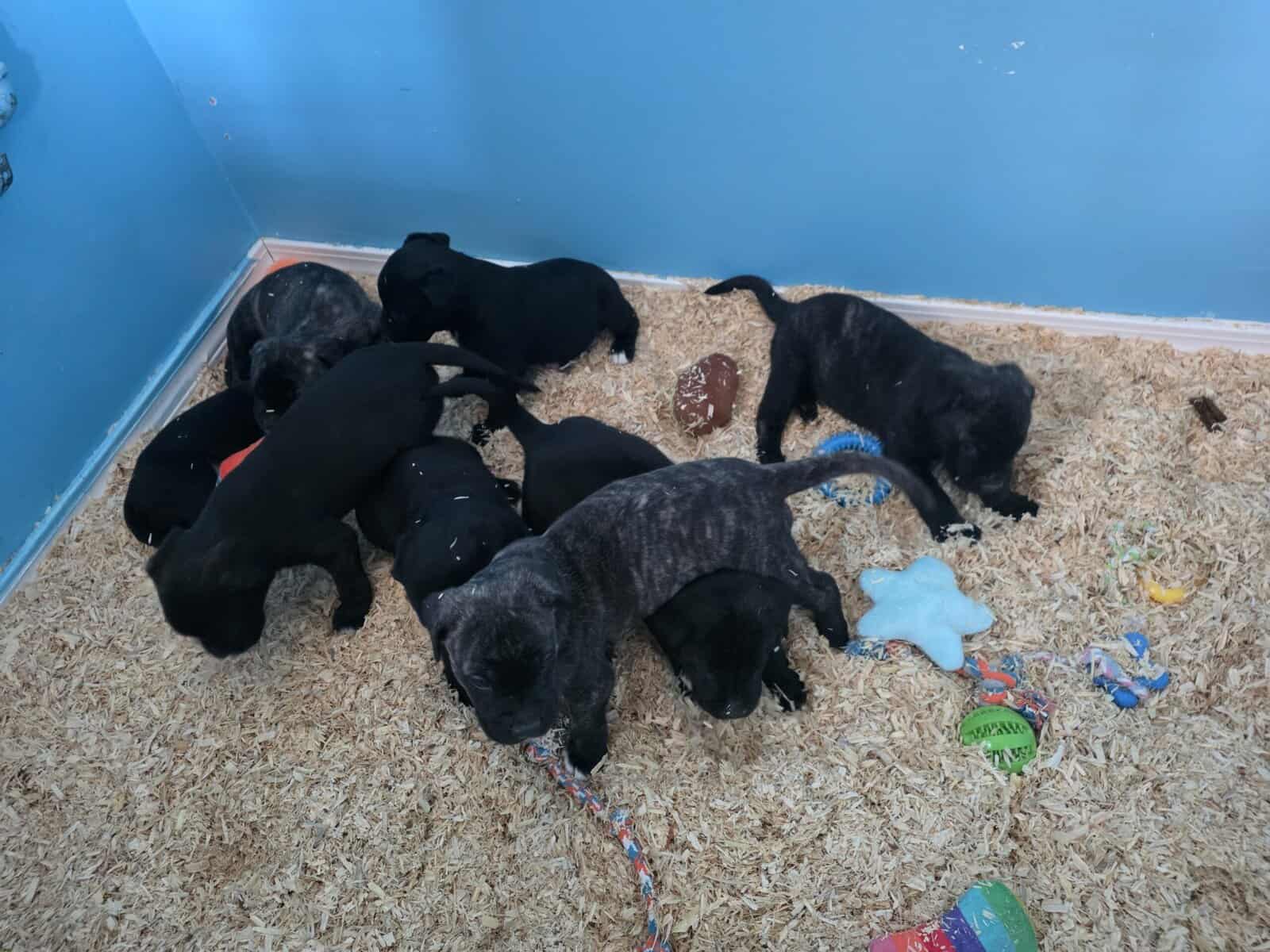 Cane Corso mix puppies image 3