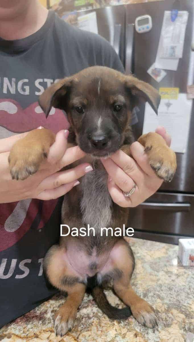 Belgian Malnois/Australian Cattle Dog Hybrid image 4