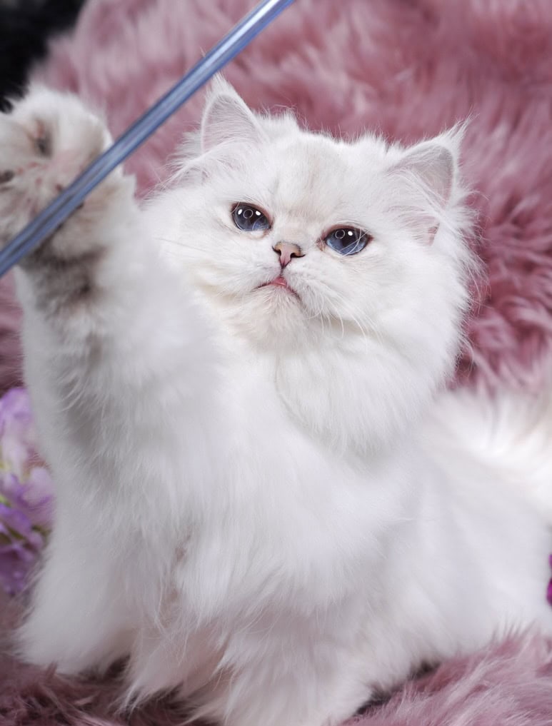 Silver chinchilla British shorthair female wcf image 16