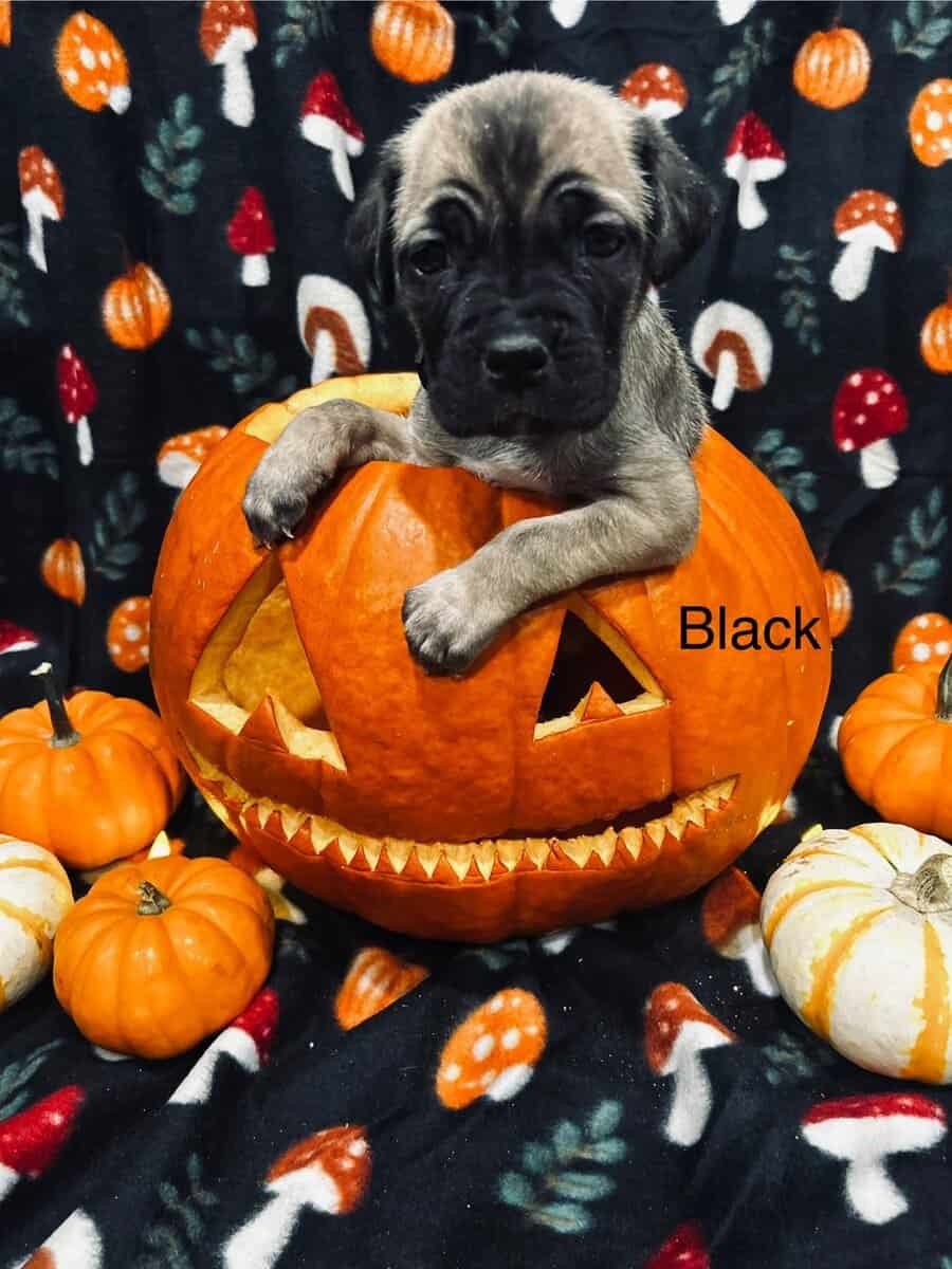 CCC's Kennel Cane Corso Puppies image 19