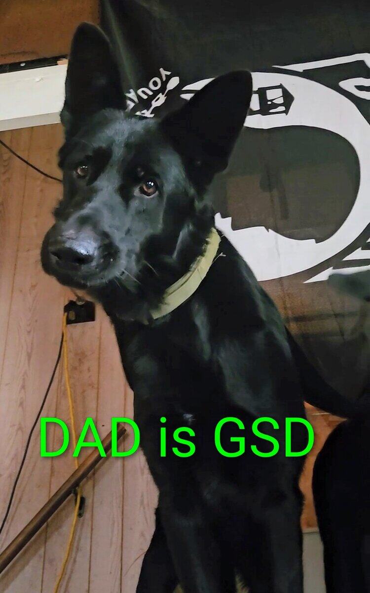 GSD-GOODLEDOODLE image 8
