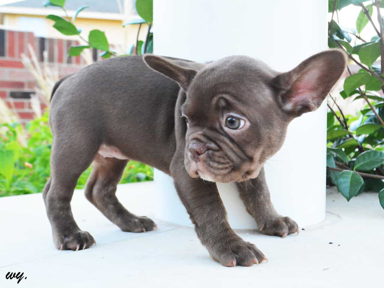 AKC Choc Rojo Frenchie image 2