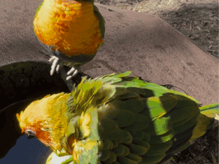 Swainson’s Lorikeet & Sun Conure
