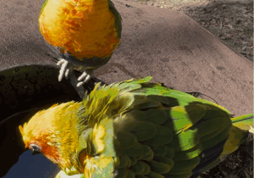 Swainson’s Lorikeet & Sun Conure