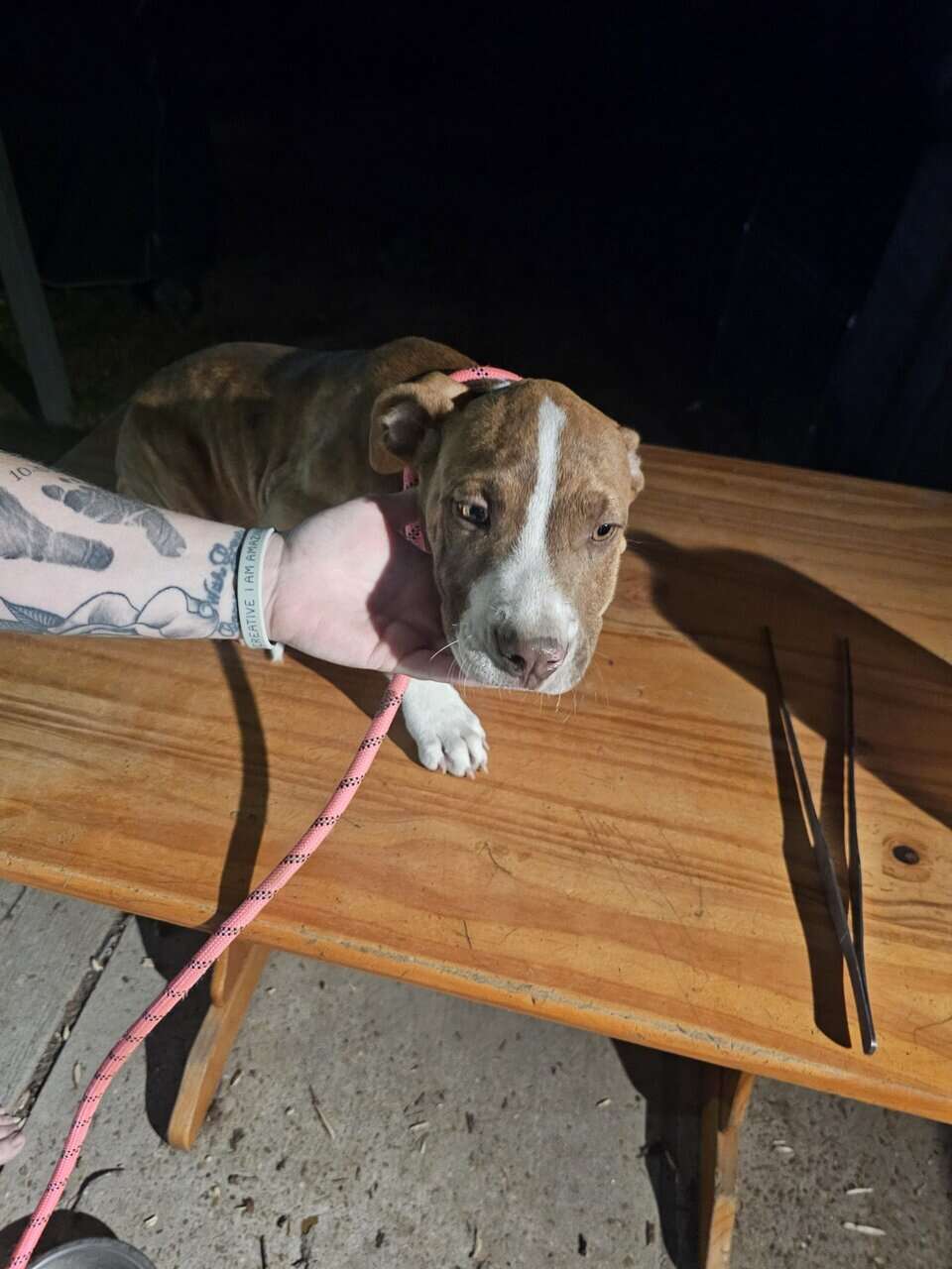 Pit puppies image 3