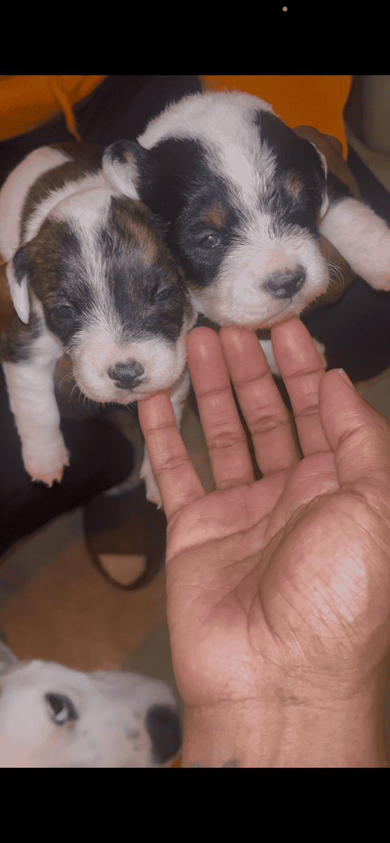 Toy Terriers image 3