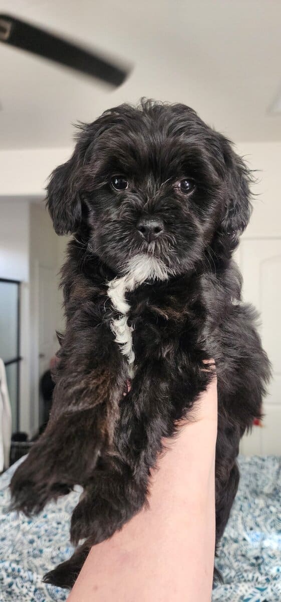 Designer Shorkipoo Puppies image 4