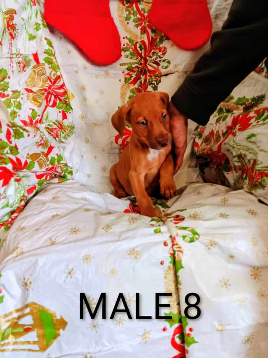 Doberman/staffordshire terrior image 2