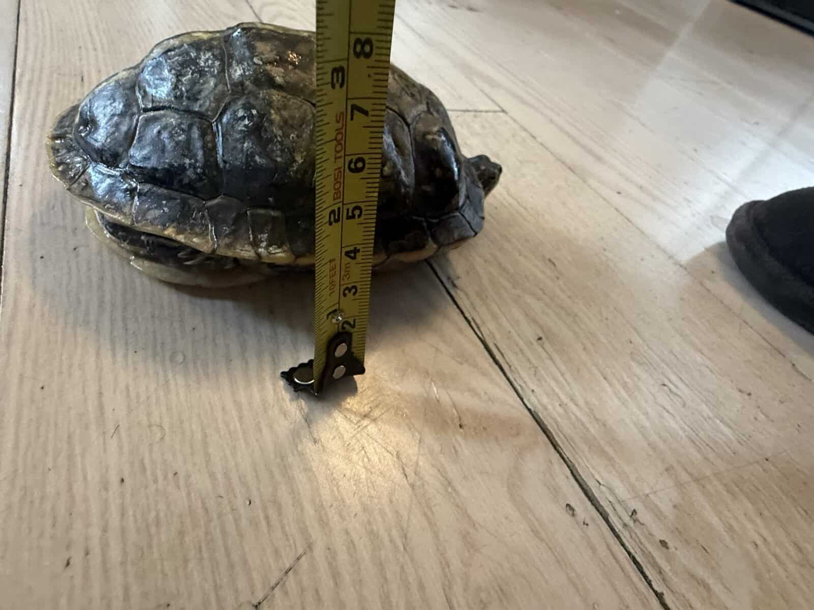 Turtles lost there mom to cancer image 1