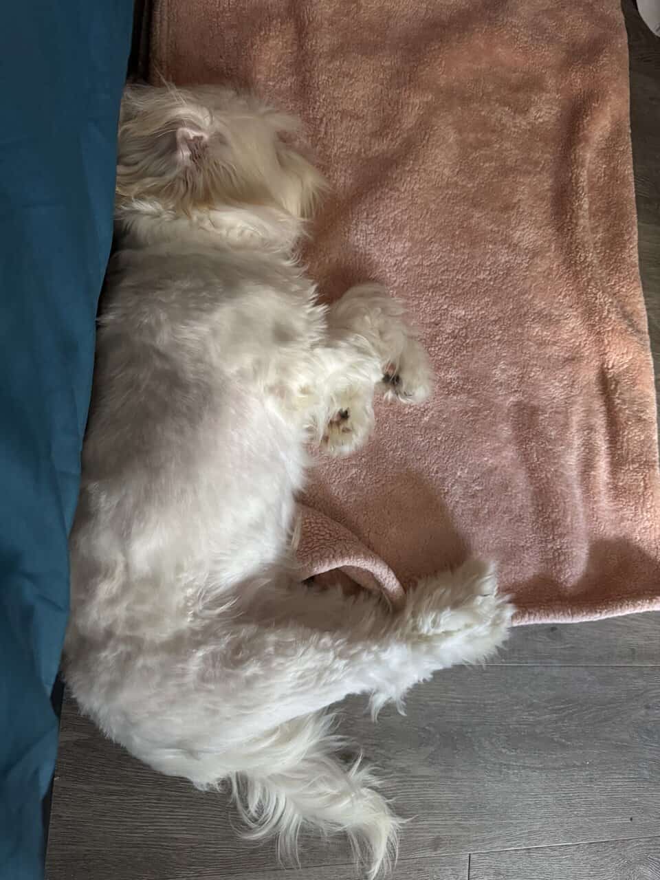 Bichon frisée/Poodle image 4