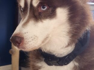  Fushi: Experienced Husky Needs a Dedicated Home