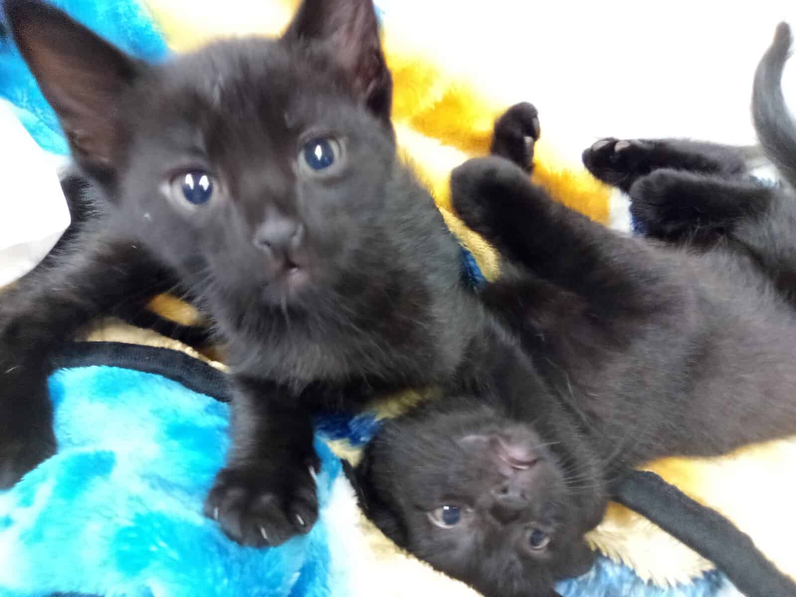 5 cute kittens need homes hopefully in groups? image 1