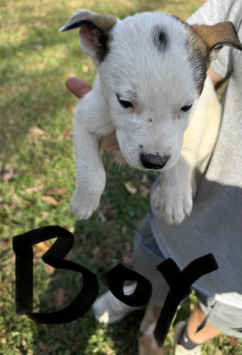 Siberian husky pit puppies image 6