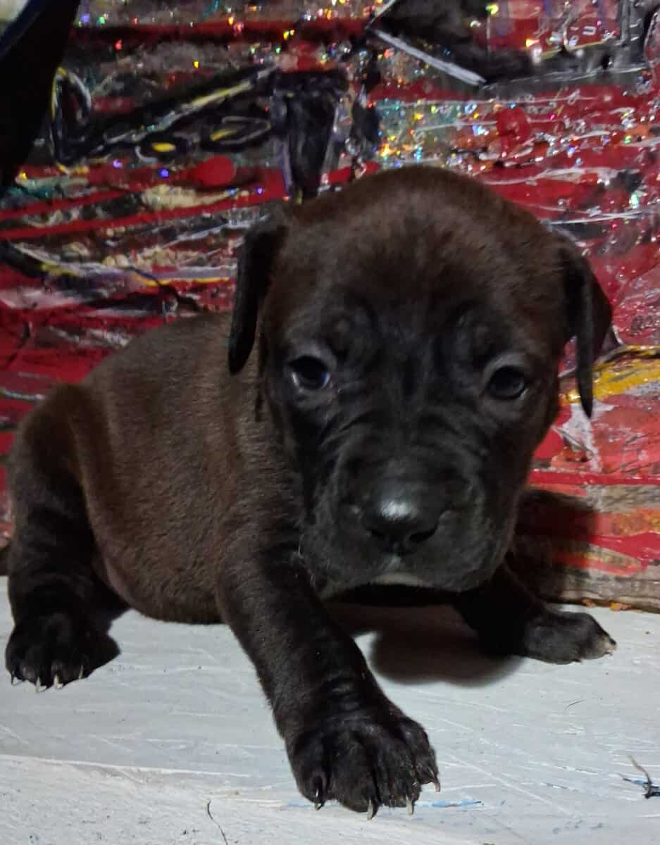 Cute pitbull pups image 4