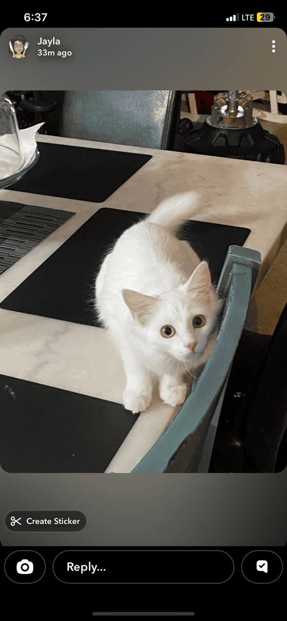 Pure White Kitten For Sale image 3