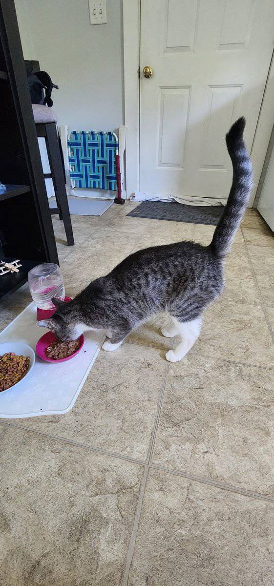 2 yr. Old Opal needs a home badly! image 2