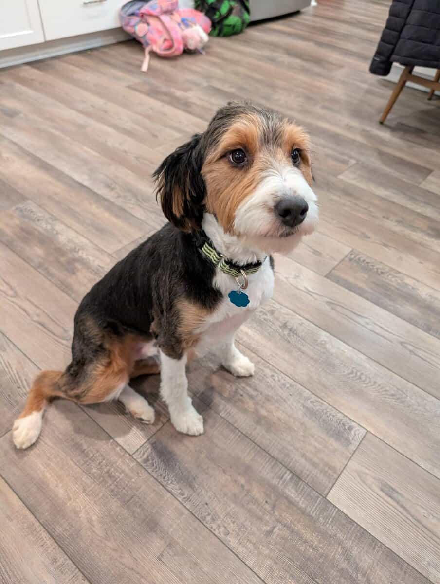 Mini-Aussiedoodle - Rucker - Family Dog image 4
