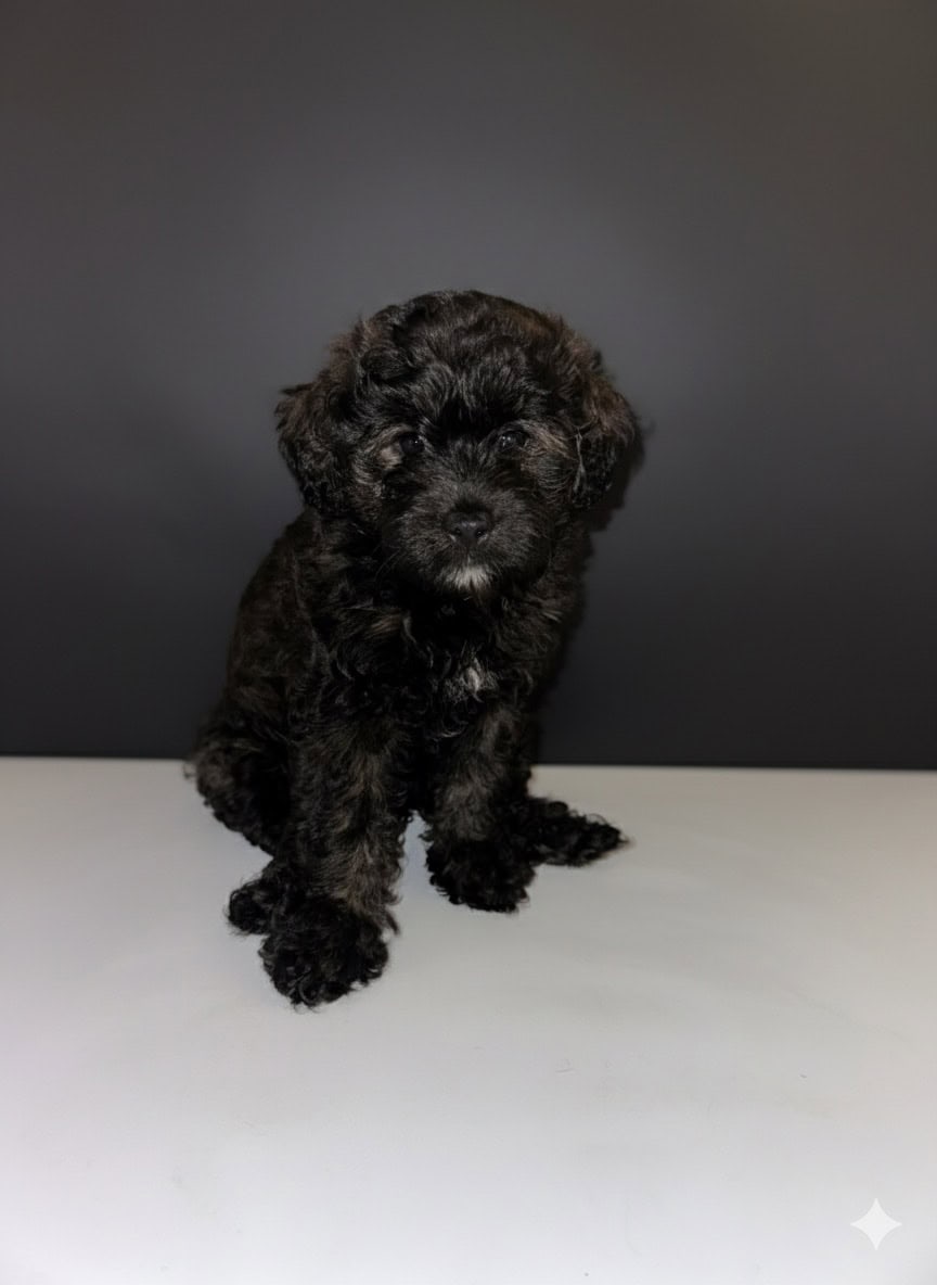 Meet Abbey — The Sweetest Little Girl! 💕🐾 image 3