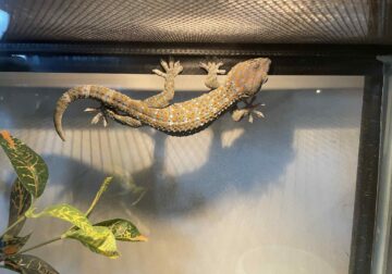 Tokay Gecko