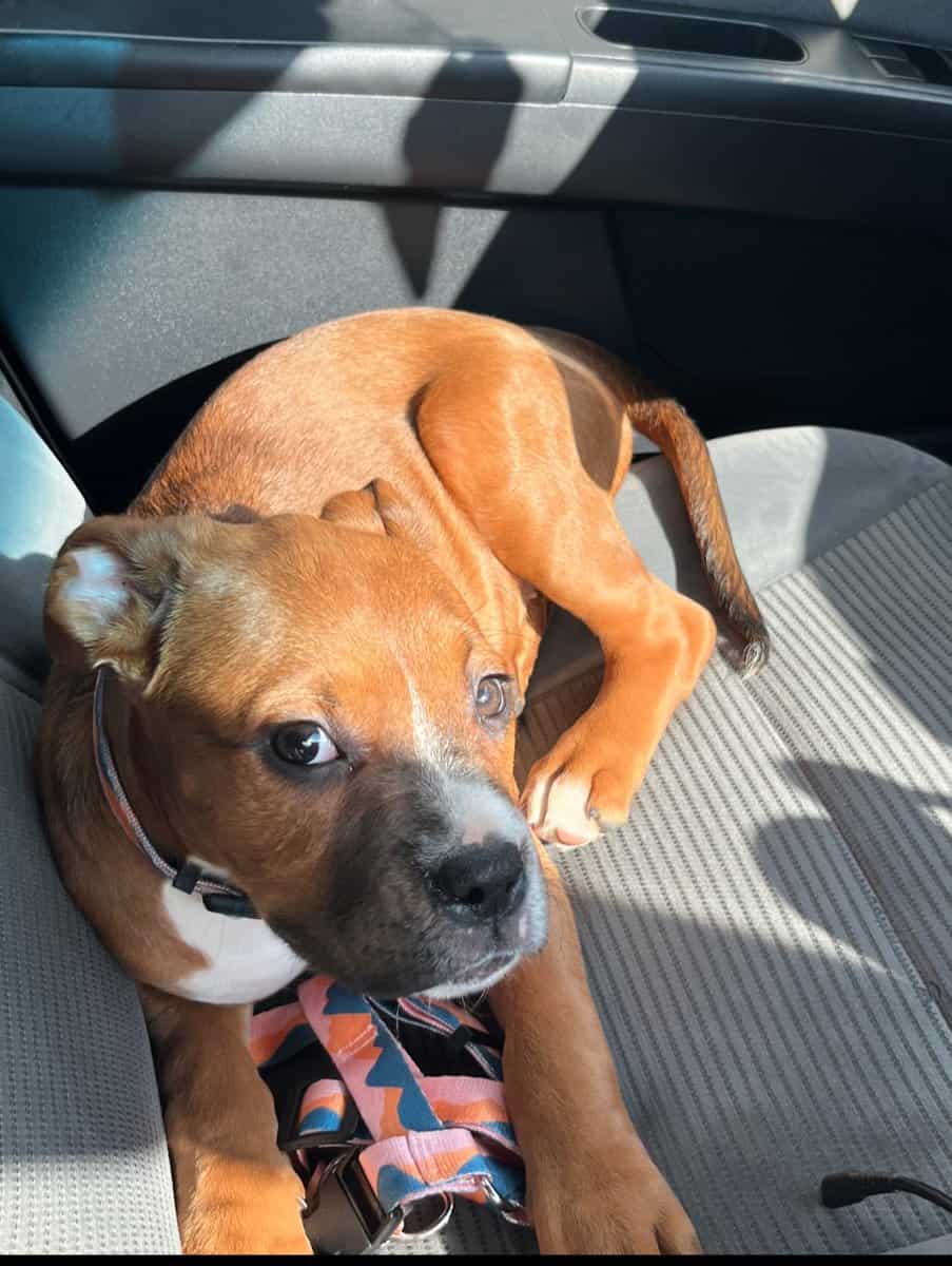 Looking for my forever home image 1