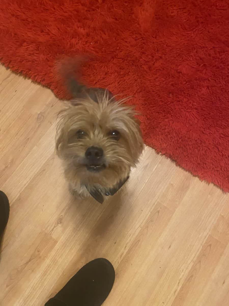 Yorkie/shih tzu in need of a new home image 4
