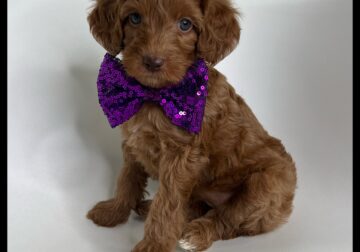 Violet Thanksgiving/Christmas Puppy!