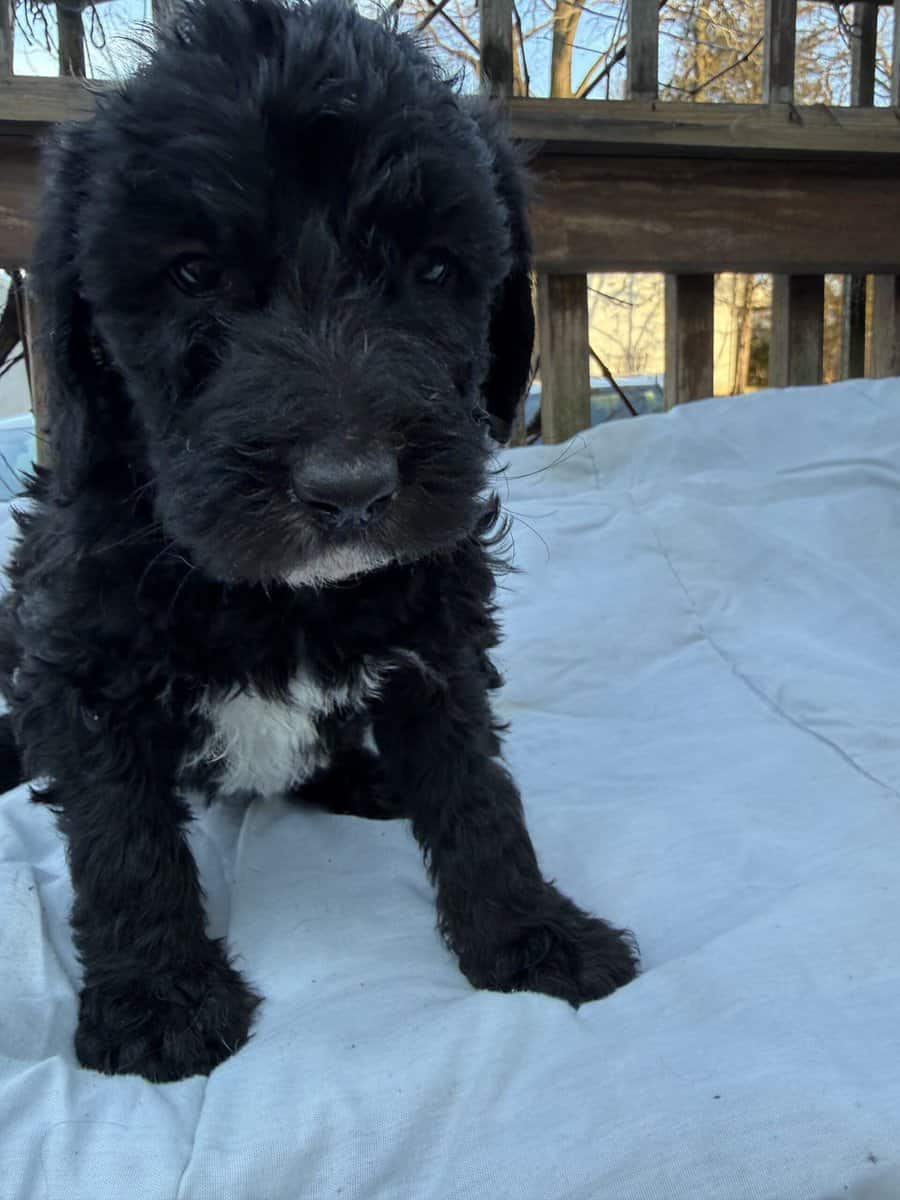 Saint Berdoodle image 2