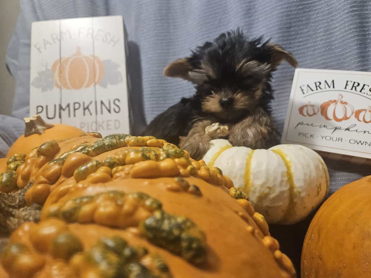 Yorkie puppies for loving home image 1