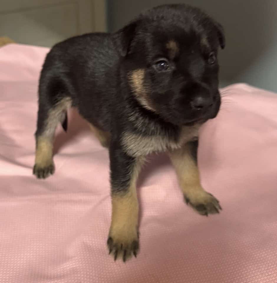 Belsky Puppies image 3